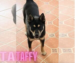 German Shepherd Dog-Unknown Mix Dogs for adoption in Mt. Airy, MD, USA