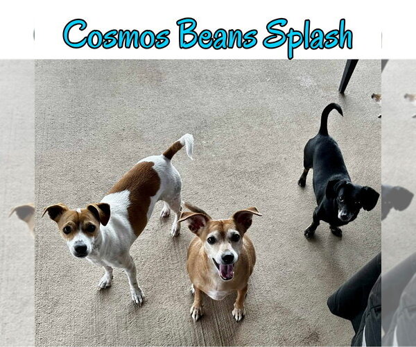 Medium Photo #36 Chiweenie Puppy For Sale in San Antonio, TX, USA