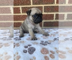 Small Photo #10 Pug Puppy For Sale in CHATTANOOGA, TN, USA