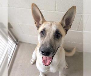 German Shepherd Dog-Unknown Mix Dogs for adoption in Houston, TX, USA