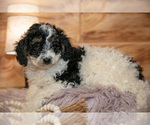 Small #2 Poodle (Miniature)