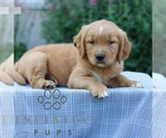 Small #2 Golden Retriever