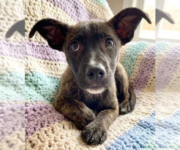 Medium Photo #1 Catahoula Leopard Dog-Unknown Mix Puppy For Sale in Grovertown, IN, USA