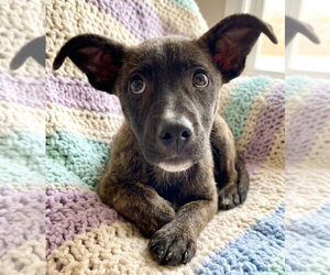Catahoula Leopard Dog-Unknown Mix Dogs for adoption in Grovertown, IN, USA