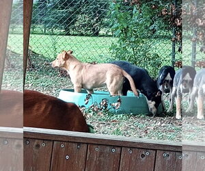 Duke ~ meet me! - Male Aussiedor Dog for Adoption - Photo #3