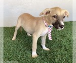Small #1 Mutt