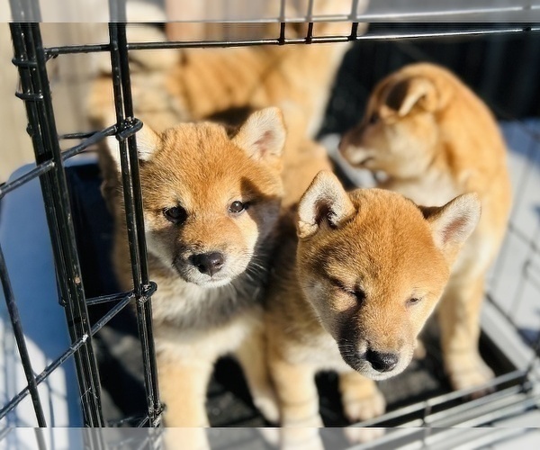 Medium Photo #17 Shiba Inu Puppy For Sale in FREMONT, CA, USA