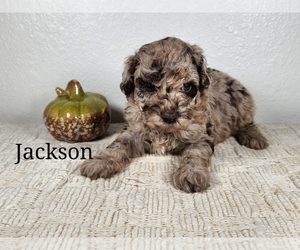 Cockapoo Puppy for sale in BUTTERFIELD, MO, USA