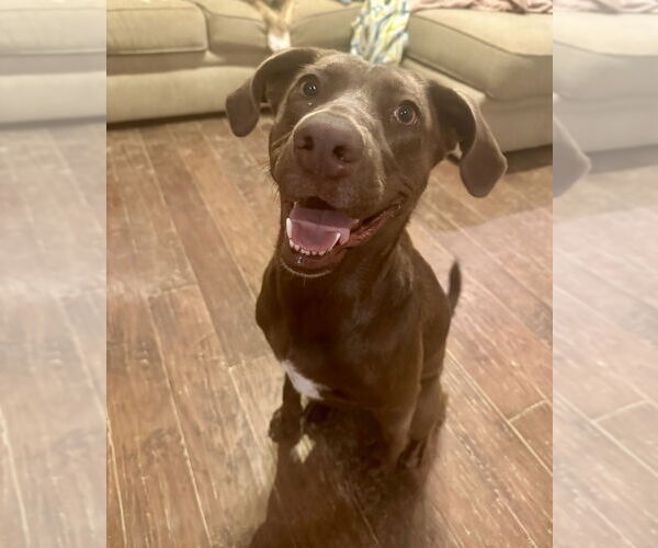 Medium Photo #3 Labrador Retriever-Unknown Mix Puppy For Sale in Boston, MA, USA