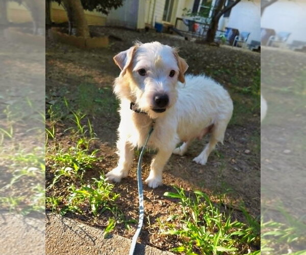 Medium Photo #3 Mutt Puppy For Sale in Raleigh, NC, USA