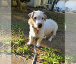 Small #2 Mutt