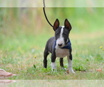 Small #5 Miniature Bull Terrier