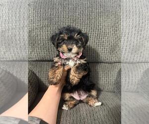 YorkiePoo Puppy for sale in JEFFERSONVILLE, IN, USA