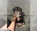 Small YorkiePoo