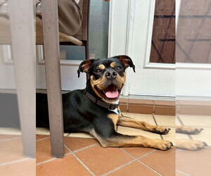 Boxer-Unknown Mix Dogs for adoption in Katy, TX, USA