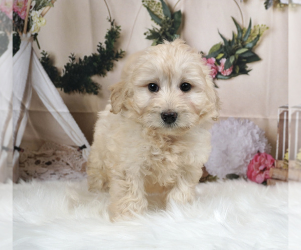 Medium Photo #3 Bernedoodle-Poodle (Miniature) Mix Puppy For Sale in WARSAW, IN, USA