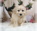 Small Photo #3 Bernedoodle-Poodle (Miniature) Mix Puppy For Sale in WARSAW, IN, USA