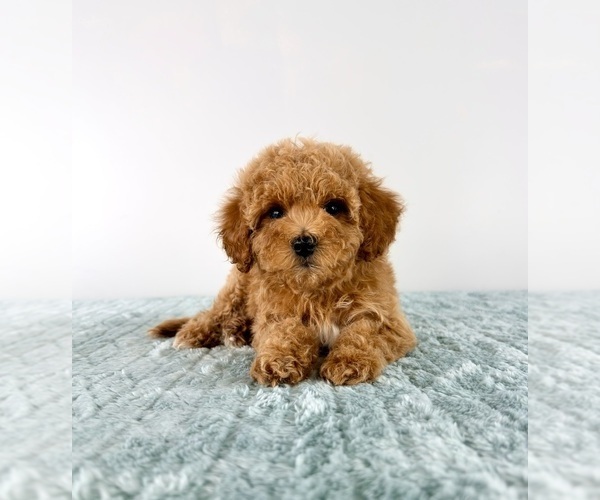 Medium Photo #2 Cavapoo (Miniature) Puppy For Sale in GREENFIELD, IN, USA