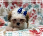 Small Photo #14 Lhasa Apso Puppy For Sale in LAKELAND, FL, USA