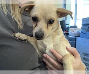 Chihuahua Dogs for adoption in Orange, CA, USA