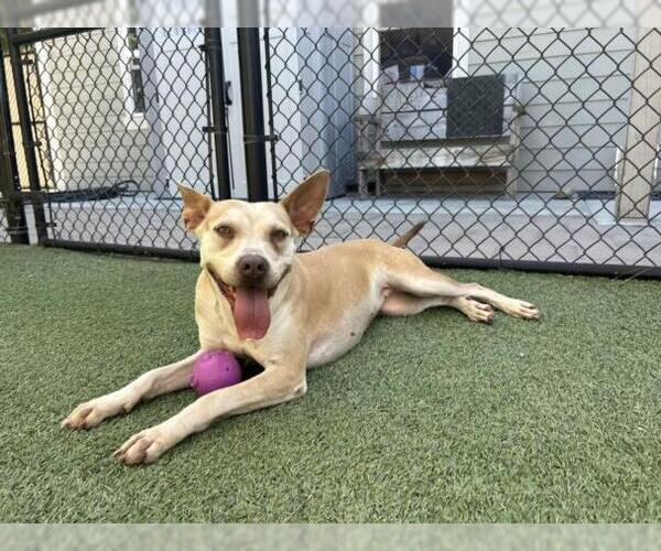 Medium Photo #2 American Pit Bull Terrier-Labrador Retriever Mix Puppy For Sale in Norco, CA, USA