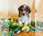 Small Photo #1 Poodle (Toy) Puppy For Sale in SPARTA, MO, USA