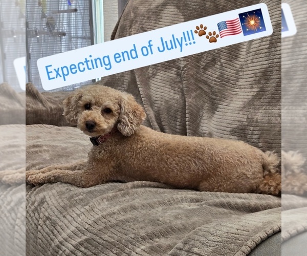 Medium Photo #1 Poodle (Toy) Puppy For Sale in YUCAIPA, CA, USA