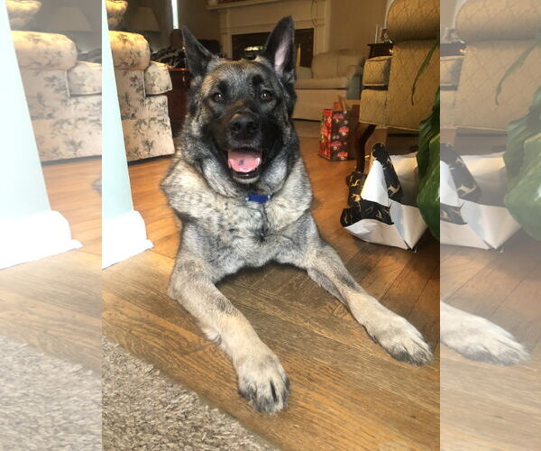 Medium Photo #2 Akita-Norwegian Elkhound Mix Puppy For Sale in Doylestown, PA, USA