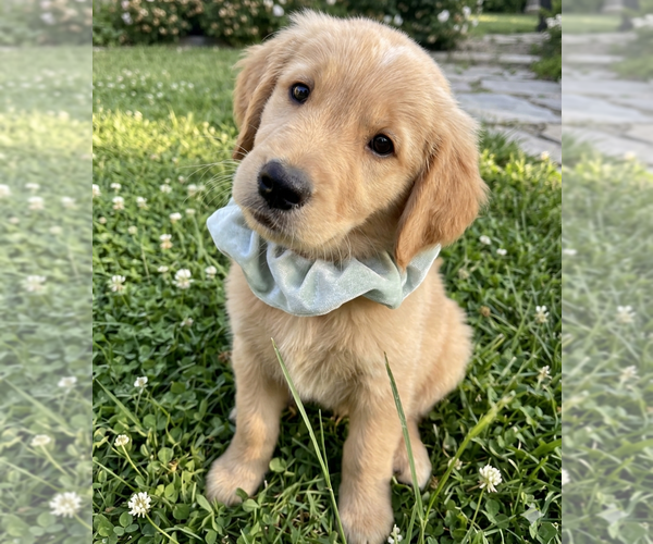 Medium Photo #1 Golden Retriever Puppy For Sale in Grovertown, IN, USA