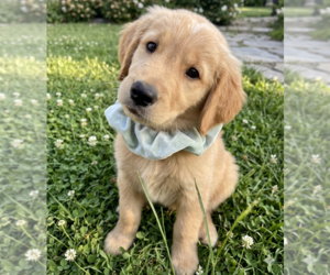 Golden Retriever Dogs for adoption in Grovertown, IN, USA