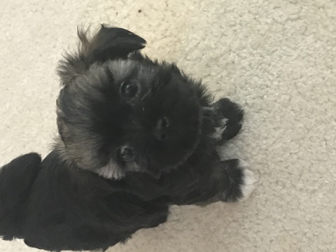 Medium Photo #1 Havanese Puppy For Sale in BUFORD, GA, USA