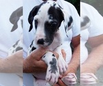 Puppy Khaleesi Great Dane