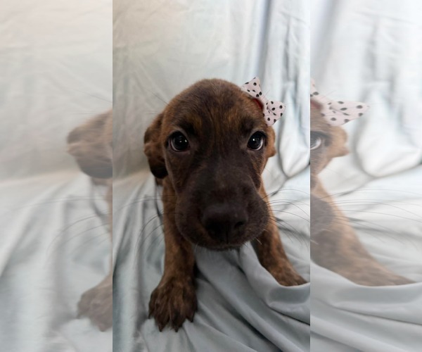 Medium Photo #2 Mutt Puppy For Sale in NYC, NY, USA