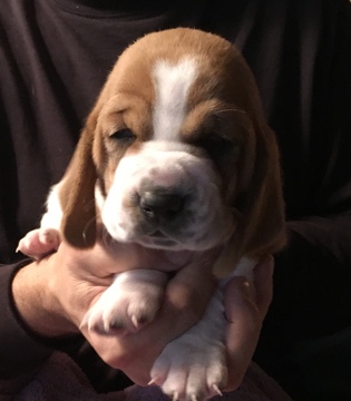 Medium Photo #1 Basset Hound Puppy For Sale in ABSECON, NJ, USA