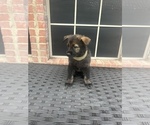 Small Photo #14 German Shepherd Dog Puppy For Sale in LANCASTER, TX, USA
