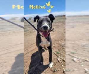 American Staffordshire Terrier-Unknown Mix Dogs for adoption in Monte Vista, CO, USA