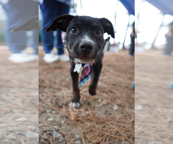 Medium Photo #1 American Staffordshire Terrier-Unknown Mix Puppy For Sale in Holly Springs, NC, USA