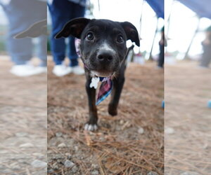 American Staffordshire Terrier-Unknown Mix Dogs for adoption in Holly Springs, NC, USA