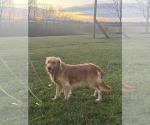 Golden Retriever Puppy for sale in FOUNTAIN RUN, KY, USA