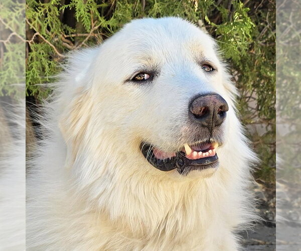 Medium Photo #1 Great Pyrenees Puppy For Sale in Albuquerque, NM, USA