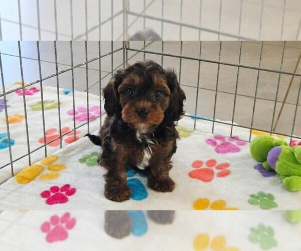 Medium Photo #12 Cavapoo (Miniature)-Poodle (Toy) Mix Puppy For Sale in ORO VALLEY, AZ, USA