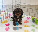 Alex - Male Cavapoo (Miniature)-Poodle (Toy) Mix Puppy for Sale - Photo #12