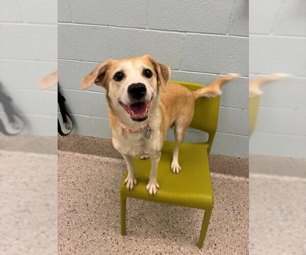 Medium Photo #1 Beagle-Unknown Mix Puppy For Sale in Brighton, CO, USA