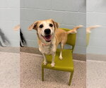 *PIGLET - Female Beagle-Unknown Mix Dog for Adoption - Small photo