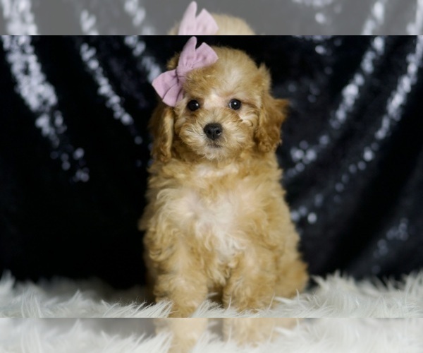 Medium Photo #3 Poodle (Miniature) Puppy For Sale in WARSAW, IN, USA
