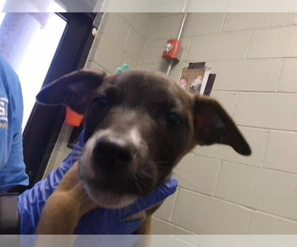 Medium Photo #1 Mutt Puppy For Sale in Tulsa, OK, USA