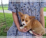 Small Photo #10 Pembroke Welsh Corgi Puppy For Sale in SHILOH, OH, USA