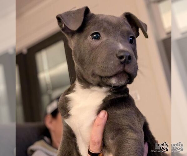 Medium Photo #4 Labrador Retriever-Unknown Mix Puppy For Sale in Washington, DC, USA