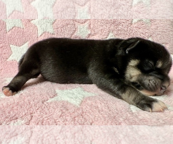 Medium Photo #7 Pomsky-Shiba Inu Mix Puppy For Sale in NASHUA, NH, USA