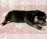Small #6 Pomsky-Shiba Inu Mix
